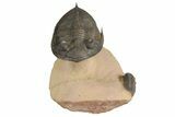Zlichovaspis Trilobite With Small Reedops - Lghaft, Morocco #183719-3